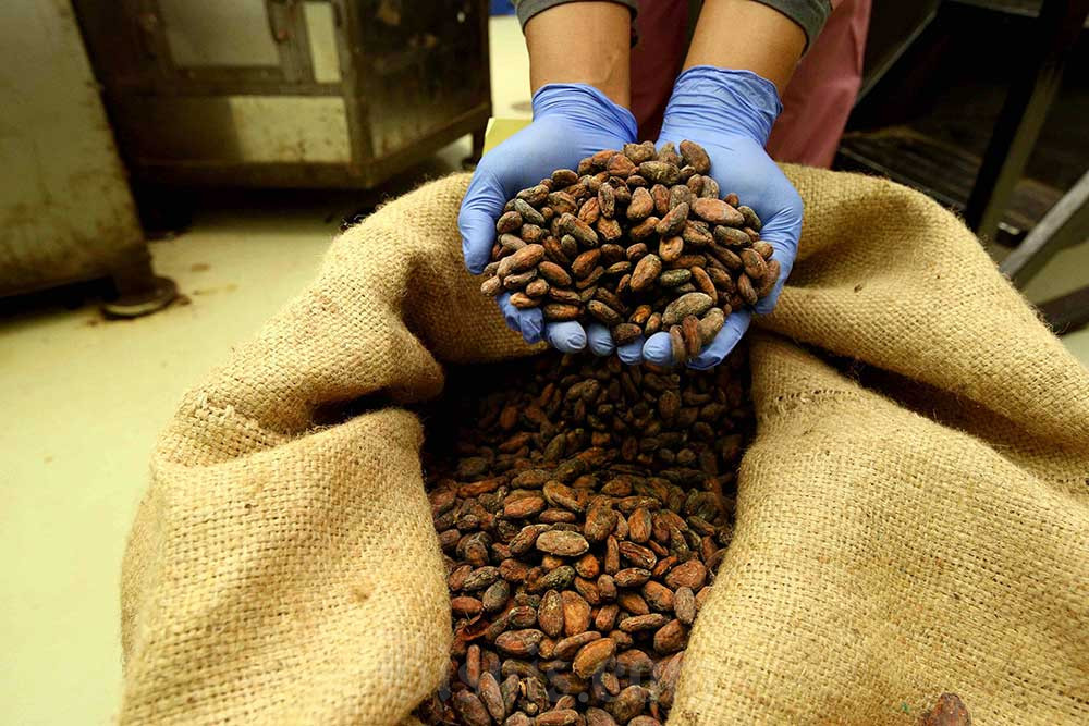 Pekerja melakukan proses produksi cokelat di Pabrik Cokelat Artisan Terve di Bandung, Jawa Barat. Bisnis/Rachman
