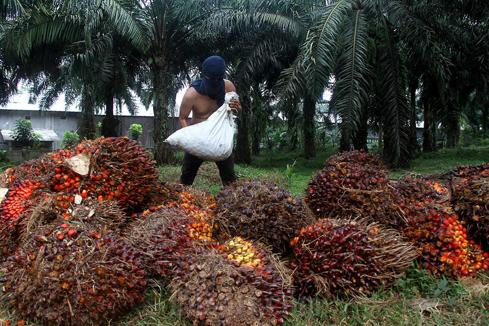  Harga Referensi CPO Januari 2025 Turun, Bea Keluar US$178 per Ton