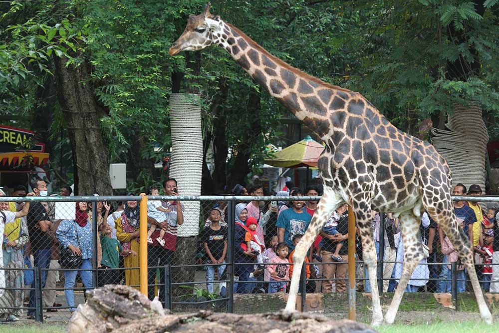  Kebun Binatang Surabaya Dipadati Pengunjung Saat Libur Tahun Baru