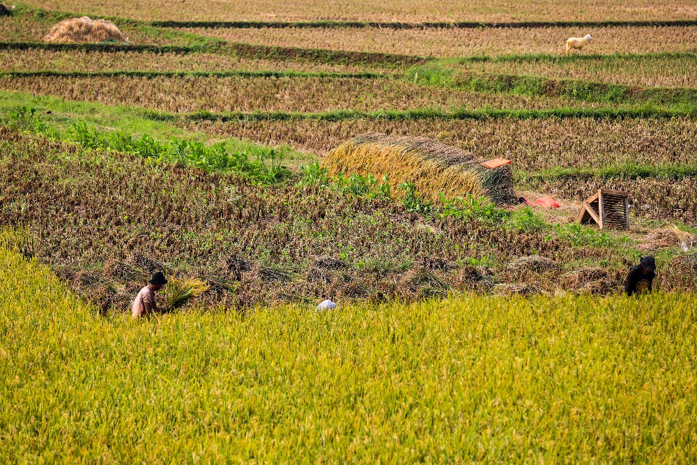 Harga Pembelian (HPP) Gabah & Jagung Petani Naik, Segini Besarannya