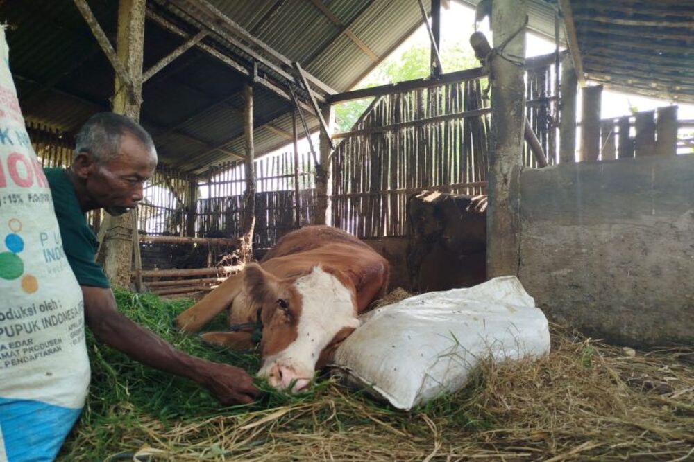  Sapi Terinfeksi PMK Ditemukan di Tangerang Banten