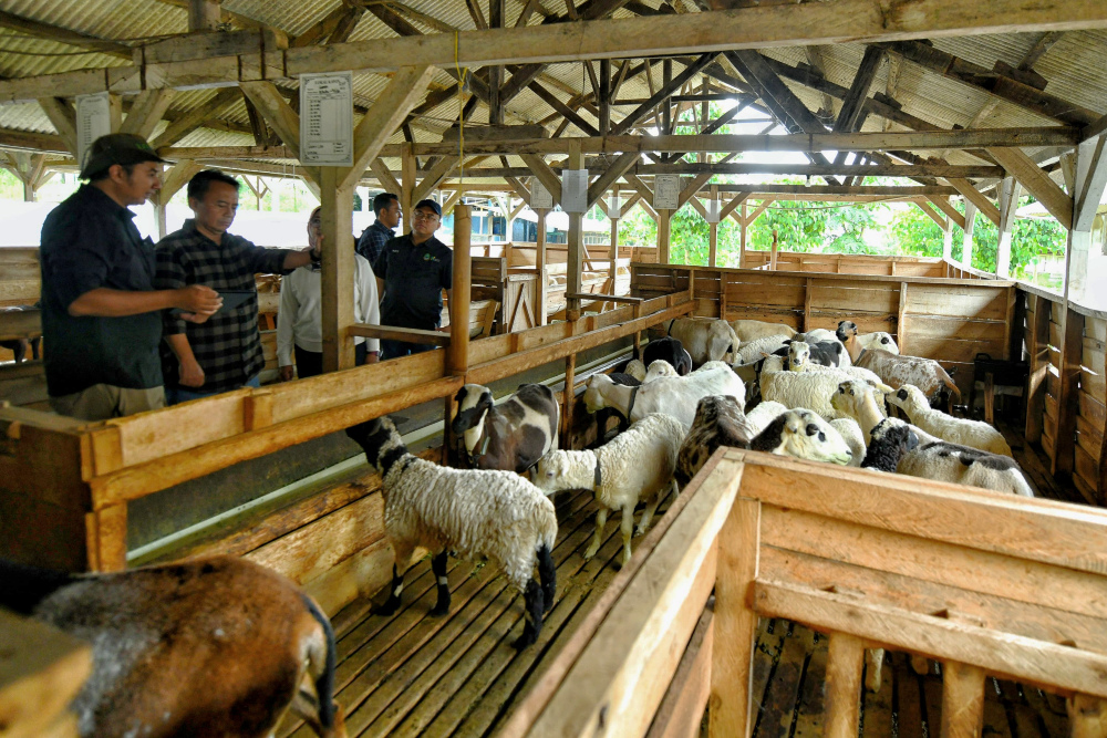 Pembibitan domba Garut.