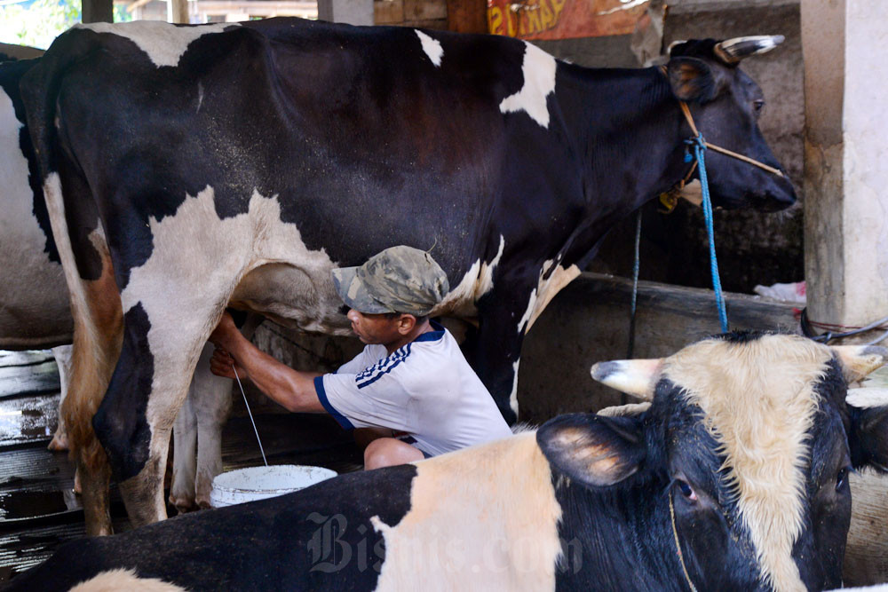  Kementan Dorong Impor Sapi Indukan Dipercepat Demi Makan Bergizi Gratis