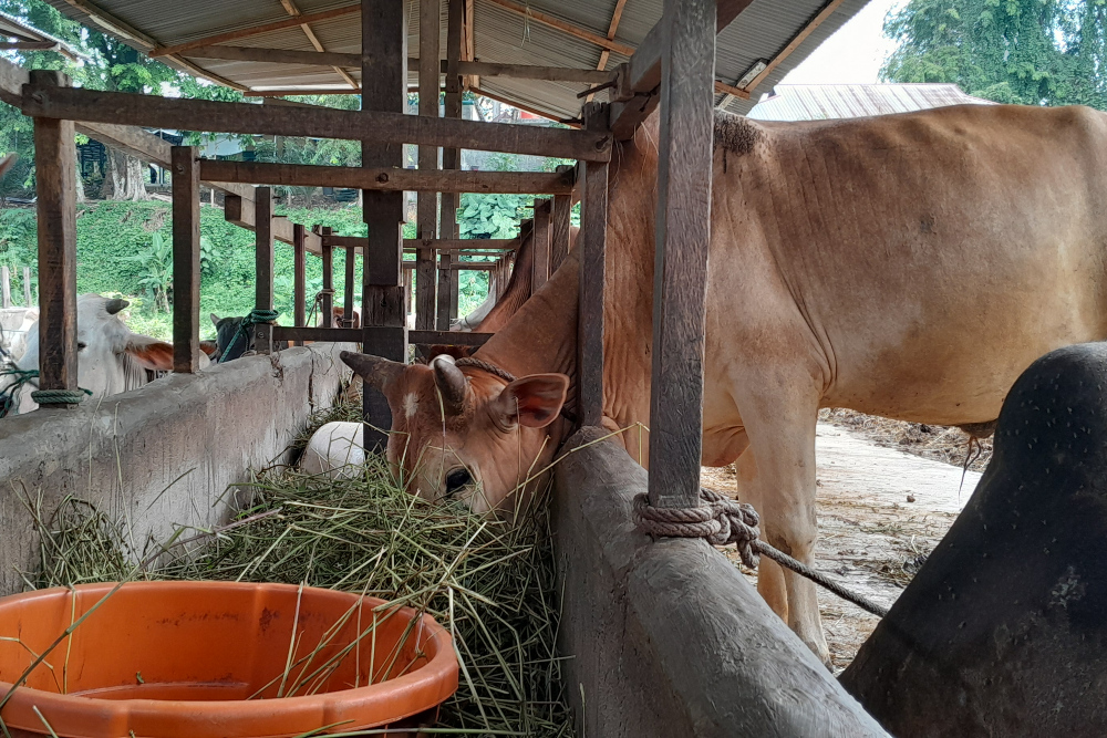 Sapi di Medan, Minggu (16/6/2024). - Bisnis/Delfi/K68