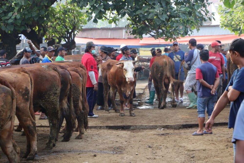  Ditemukan 152 kasus PMK di Kab. Malang