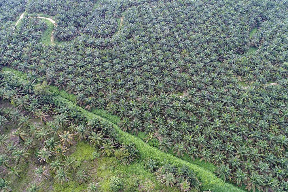  Perluasan Kebun Sawit Tak Dapat Turunkan Emisi dari Alih Fungsi Lahan Hutan