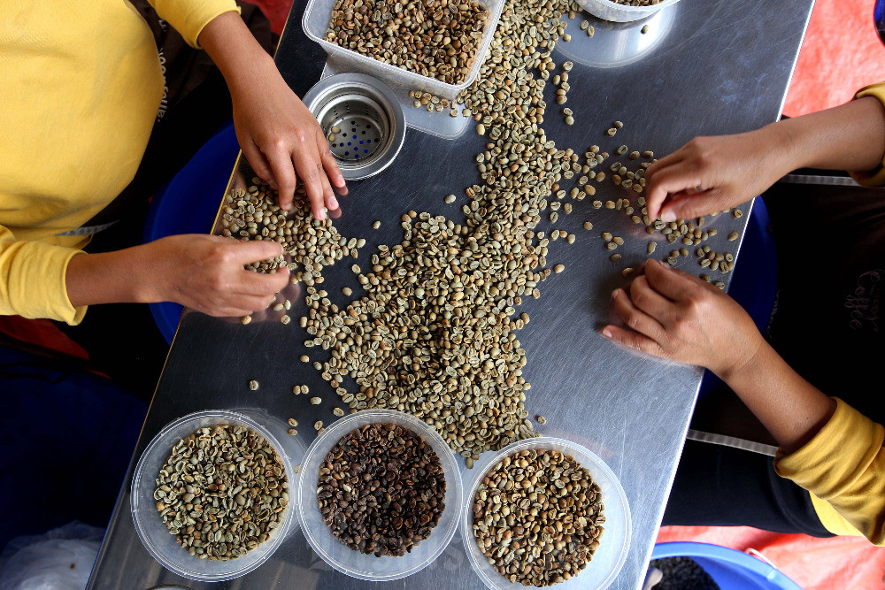  40 Ton Kopi Asli Sumsel Bakal Menuju Negeri Jiran Bulan Ini