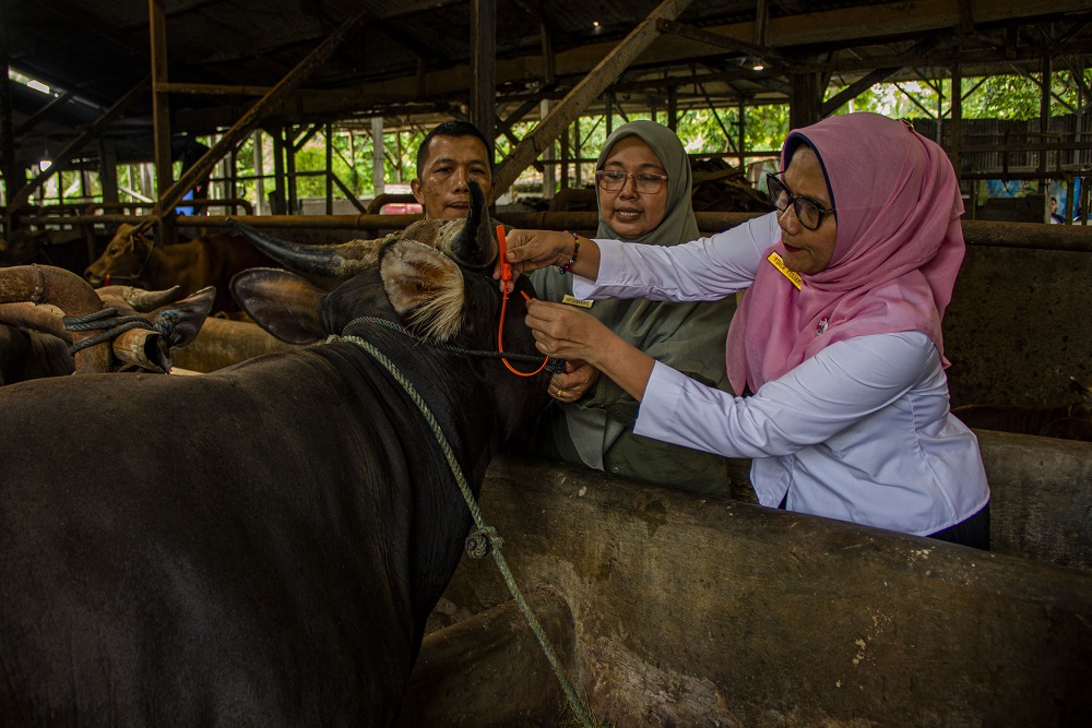  Penyebaran PMK di Garut Diklaim Masih Rendah, Hanya 0,01% yang Terpapar