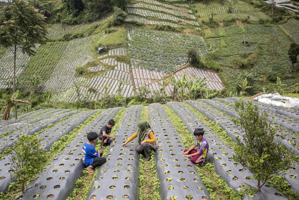  Program Big Farmer Di Desa Wisata Kertawangi