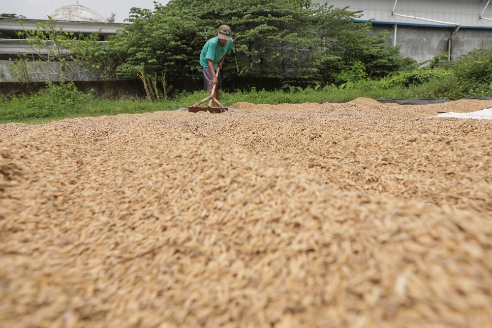  Bulog Serap Gabah Petani Rp6.500 per Kilogram, Simak Ketentuannya!