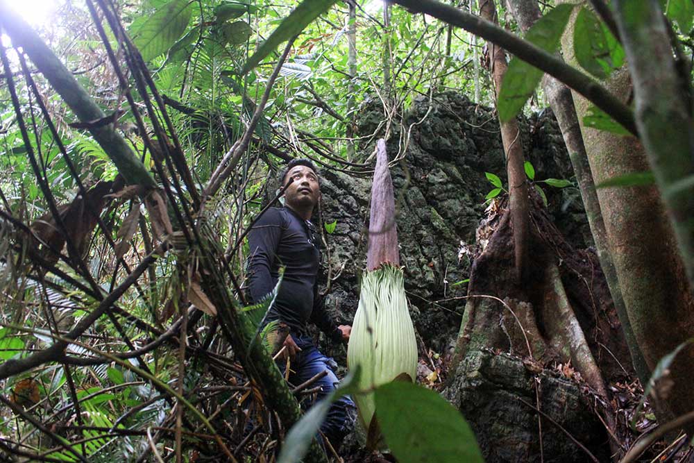  Bunga Bangkai Ditemukan Tumbuh di Desa Batu Katak Sumatra Utara