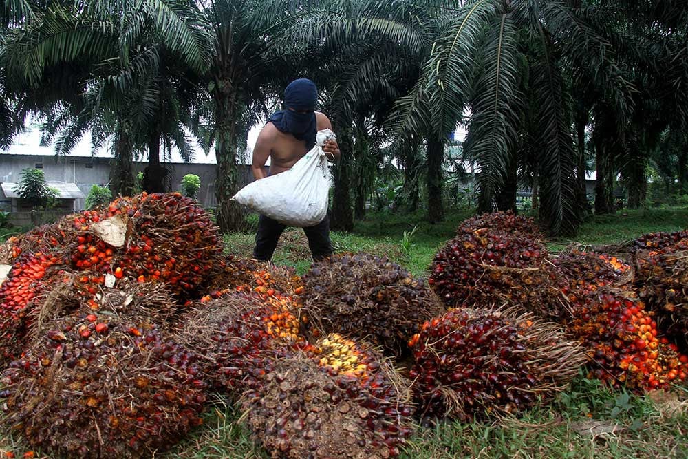  Harga Komoditas Hari Ini, 22 Januari 2025: Emas, CPO, dan Batu Bara Lanjut Reli