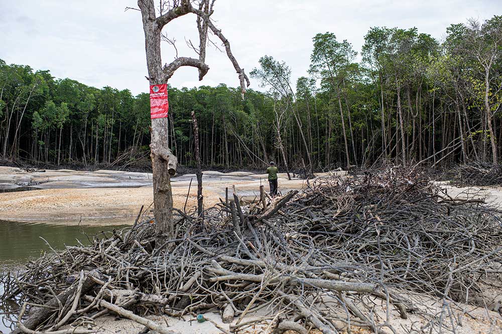  Kawasan Hutan Mangrove di Kepulauan Bangka Belitung Rusak Akibat Penambangan Biji Timah Ilegal