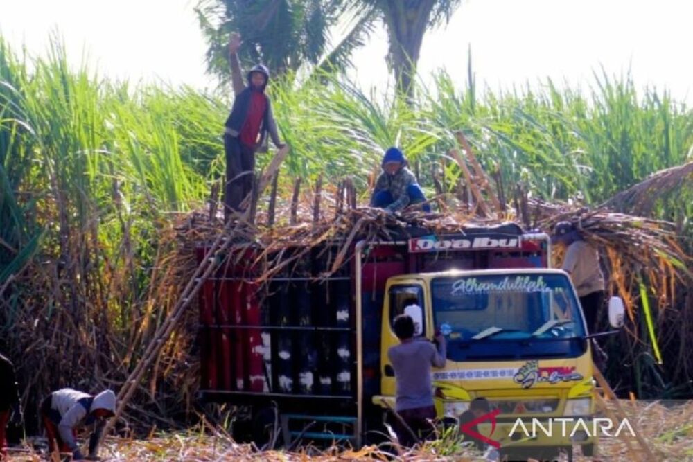  Petani Tebu Dukung Rencana Ekspansi Giling Pabrik Gula Asembagus