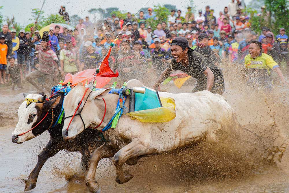  Kemeriahan Tradisi Karapan Sapi Brujul di Probolinggo Jawa Timur