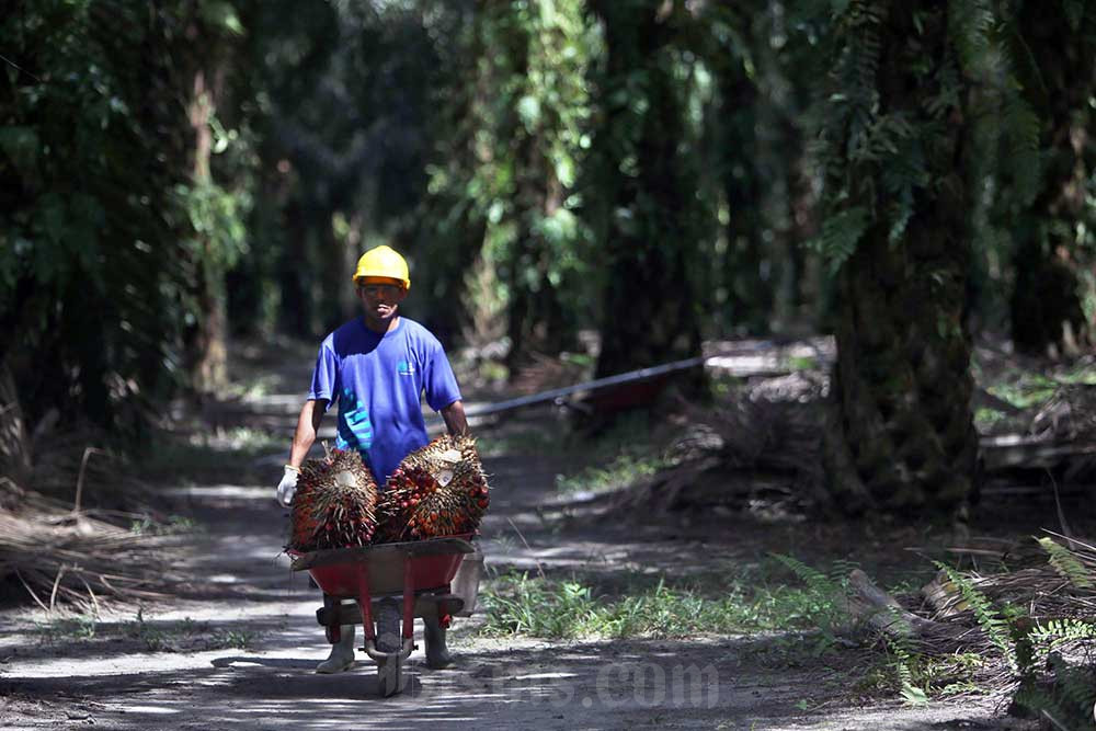  Masuk Pantauan Bursa, Saham Sawit Sumbermas (SSMS) Lanjut Tancap Gas