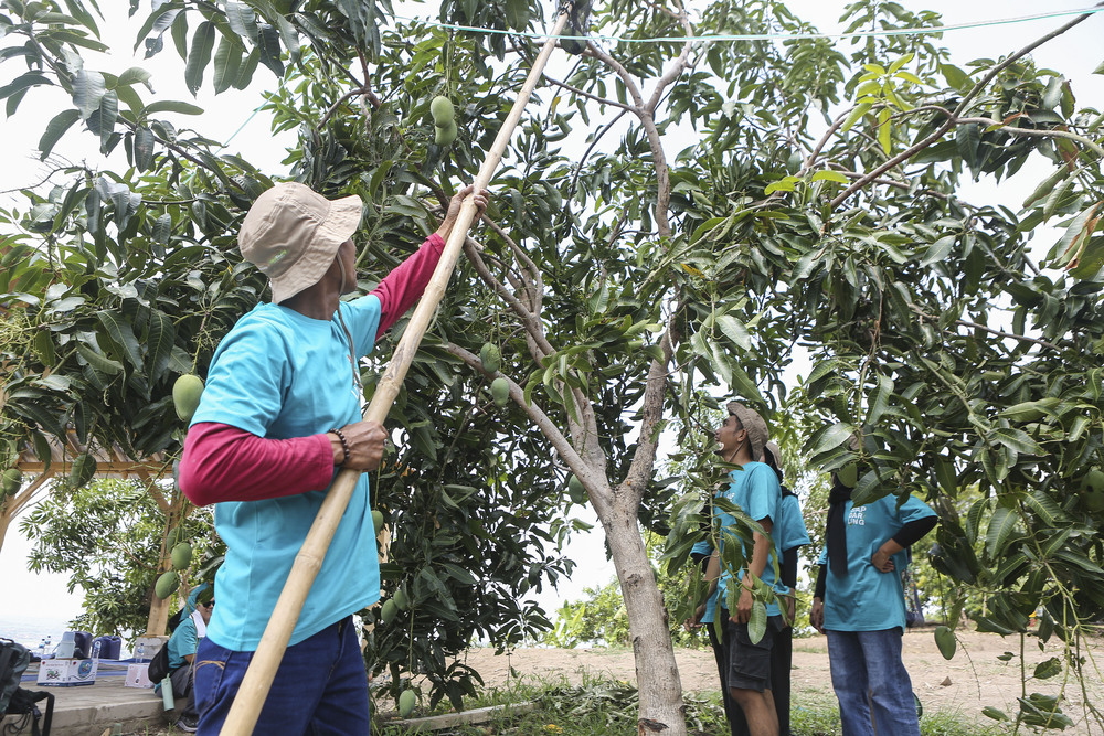 Salah satu pohon mangga yang ditanam oleh BLDF dengan kelompok tani di Desa Gondoharum, Kudus. /istimewa