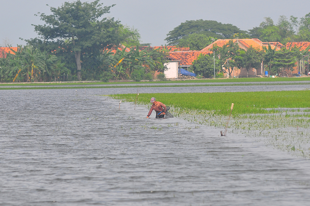  Ratusan Hektare Tanaman Padi Puso Akibat Banjir Di Kudus