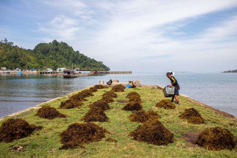  Warga Pesisir Selatan Panen Rumput Laut Sargassum