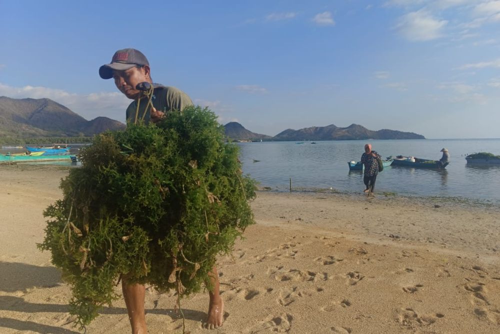 Rumput laut di Sumbawa Barat bisa menjadi peluang investasi yang besar/Harian Noris
