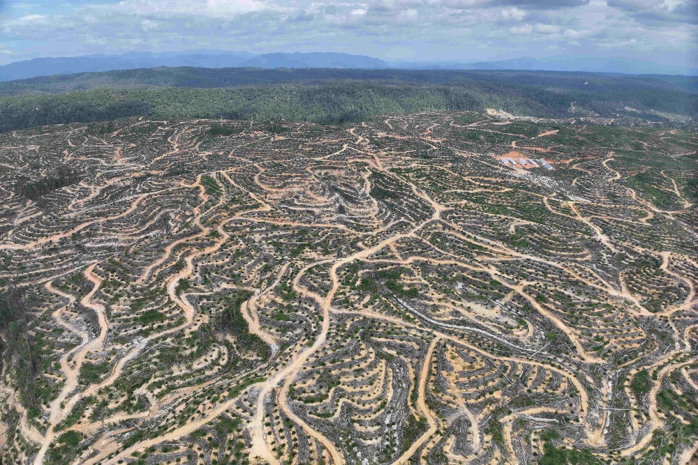  Seluruh Provinsi Alami Deforestasi Kecuali Jakarta pada 2024, Kalimantan Timur Tertinggi