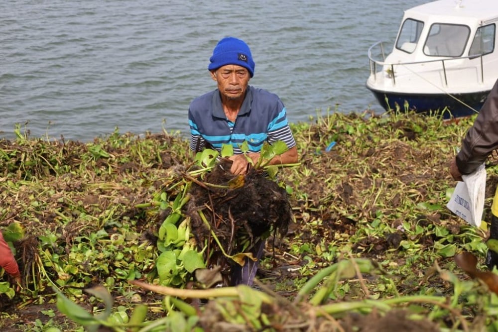  30 Ha Waduk Darma Tertutup Eceng Gondok, Nelayan Rugi dan Pariwisata Lesu