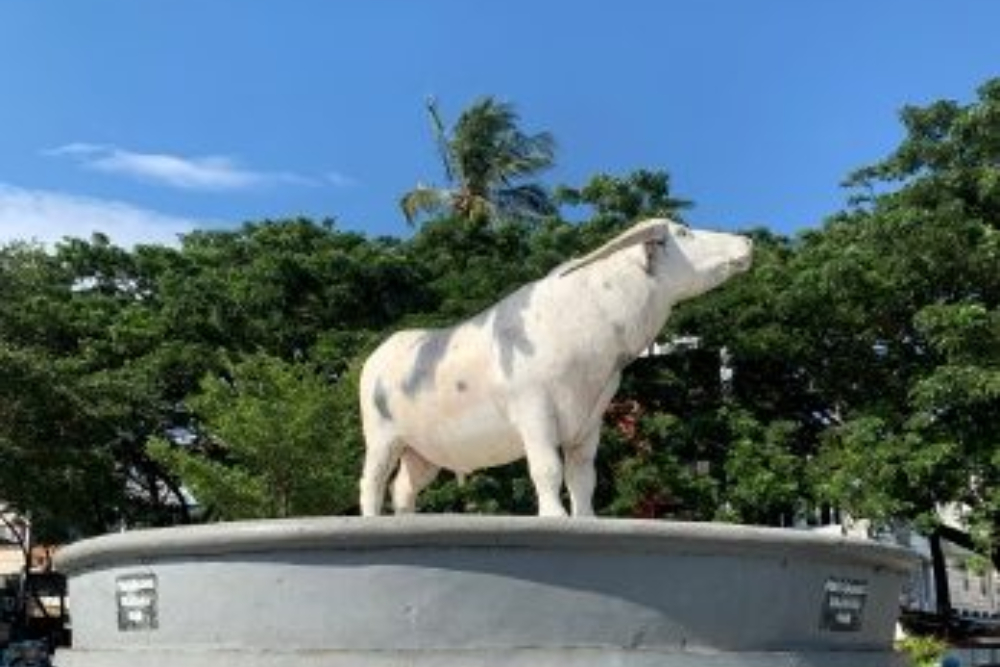  Tedong Bonga Khas Toraja Resmi Terdaftar Jadi Kekayaan Intelektual Komunal