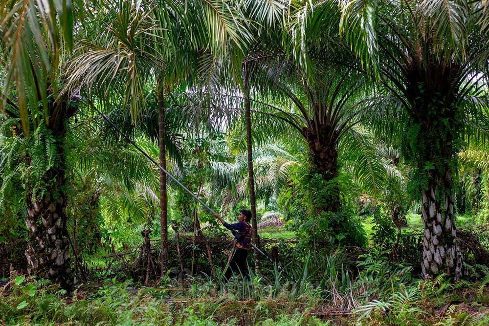  Indonesia&rsquo;s Export Readiness in Focus as EU Deforestation Law Faces Delay