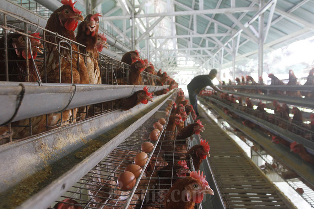 Peternak memberi pakan pada ayam ras petelur di Serpong, Tangerang Selatan. Bisnis/Himawan L Nugraha