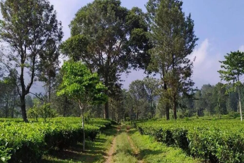 Ilustrasi kebun teh. /istimewa