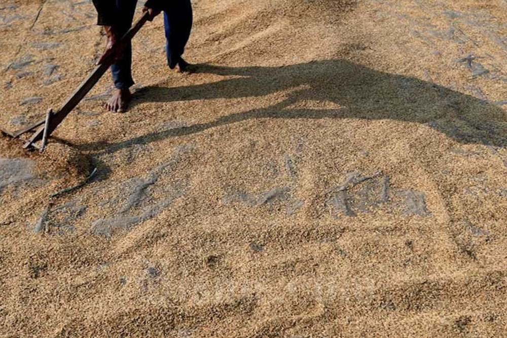Petani menjemur gabah hasil panen di Cariu, Kabupaten Bogor, Jawa Barat, Jumat (17/7/2020). Bisnis/Abdurachman