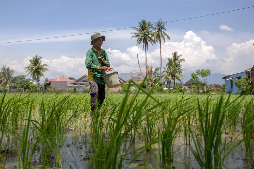  Produksi Padi Sumbar Turun 8,50% Sepanjang 2024, Target 2025 Naik Jadi 1,5 Juta Ton