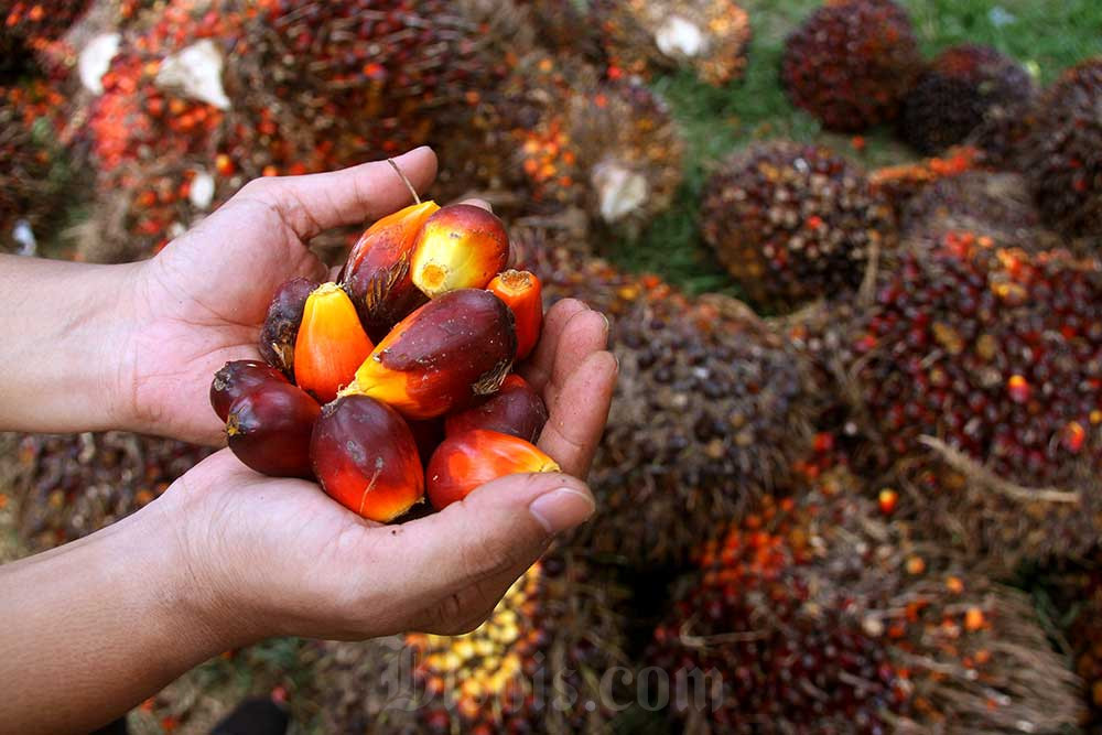  Sawit Indonesia Tetap Punya Peluang Meski Uni Eropa Terapkan EUDR