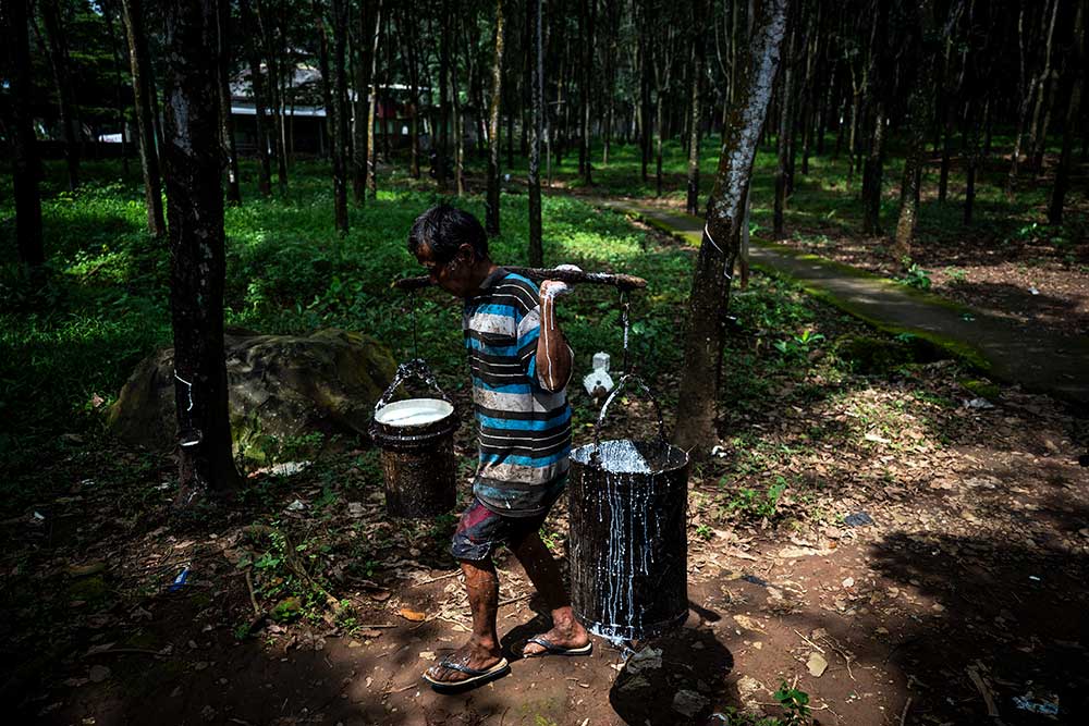  Produksi Karet Mengalami Defisit Karena Stagnasi Produksi di Negara-Negara Produsen