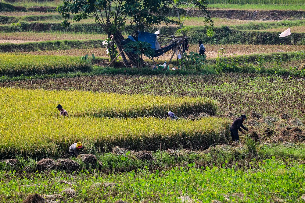  PPN/Bappenas Dorong Keterlibatan Swasta dalam Asuransi Pertanian