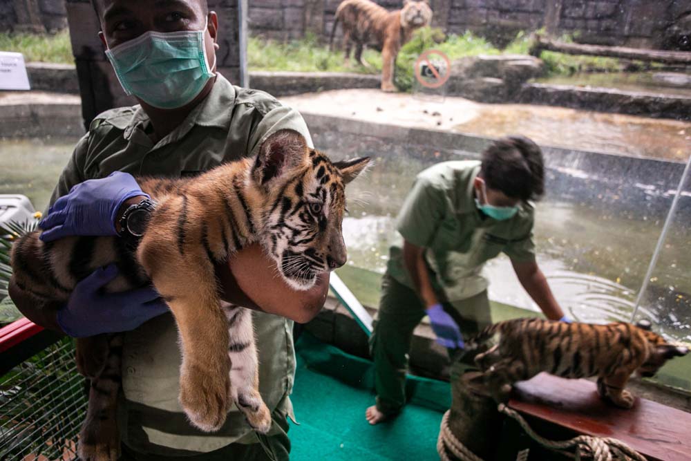  Koleksi Baru Anak Harimau Benggala Solo Safari