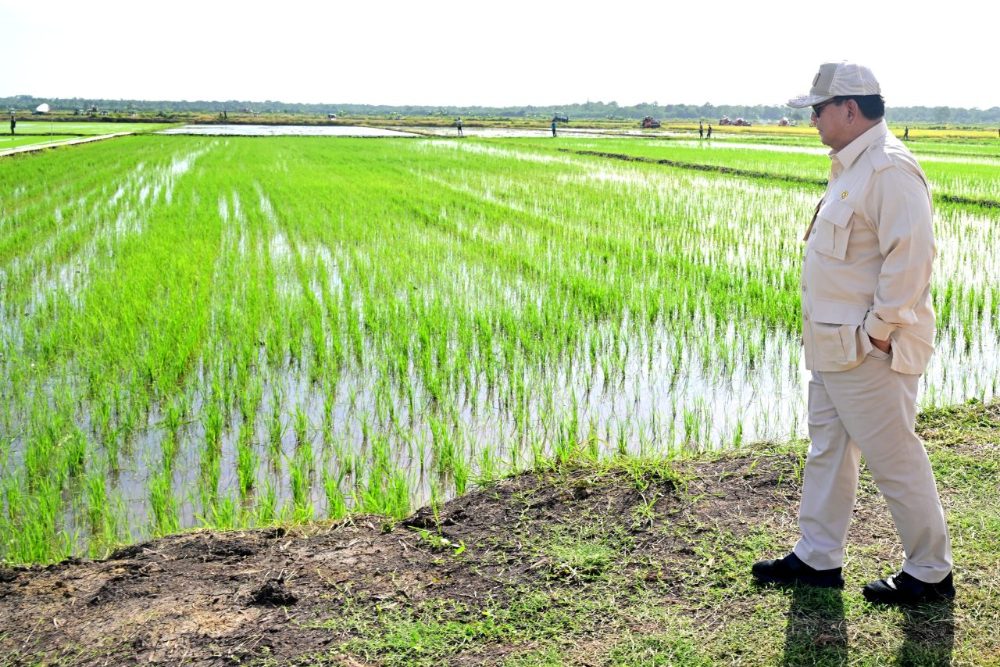  Curah Hujan Tinggi Ancam Budidaya Padi di Sentra Produksi Jawa April 2025