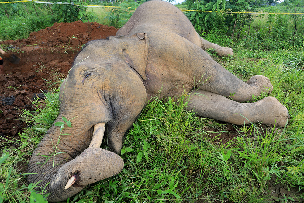  Gajah Sumatera Mati Tersengat Arus Listrik