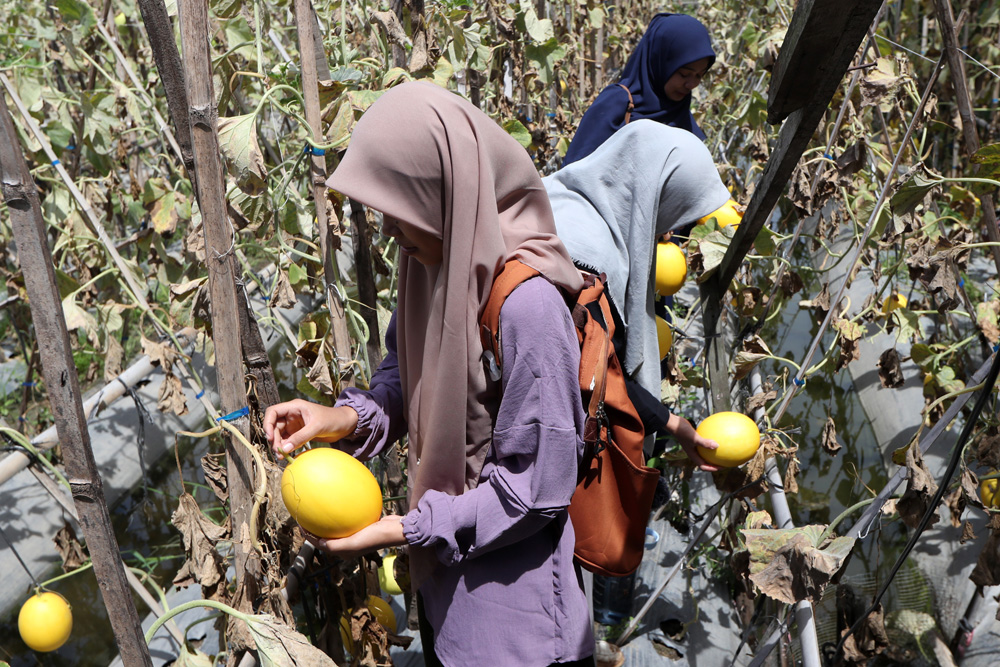  Edukasi Budi Daya Tanaman Holtikultura