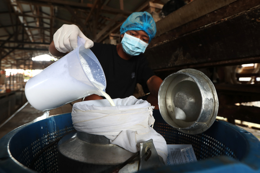  Produksi Susu Kambing Etawa