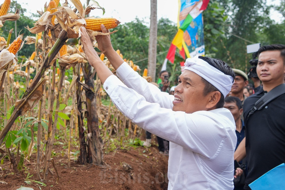  Panen Jagung di Garut, Dedi Mulyadi Dorong Pertanian Jadi Pilar Ekonomi Desa