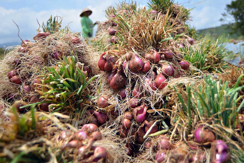  Kementan Mencatat Pasokan Bawang Merah Nasional Sudah Mencukupi