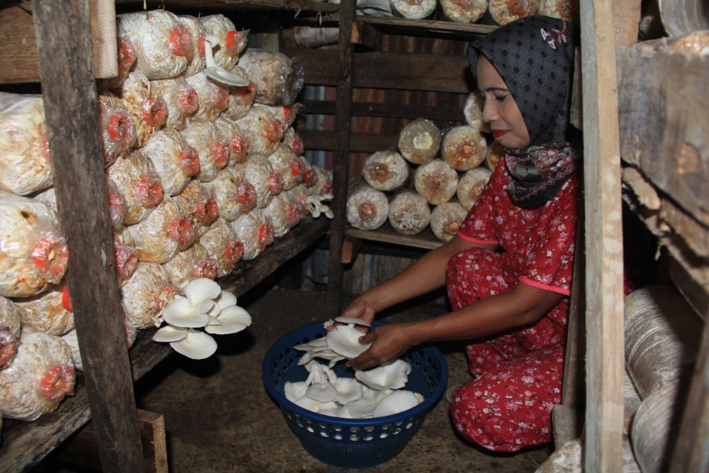  Padang Ditargetkan Punya Sentra Budi Daya Jamur Tiram