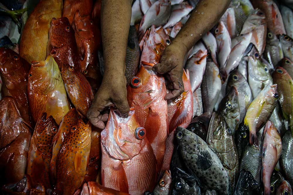  KKP Siapkan Aturan Teknis Pengawasan Mutu Pre-Border Ikan