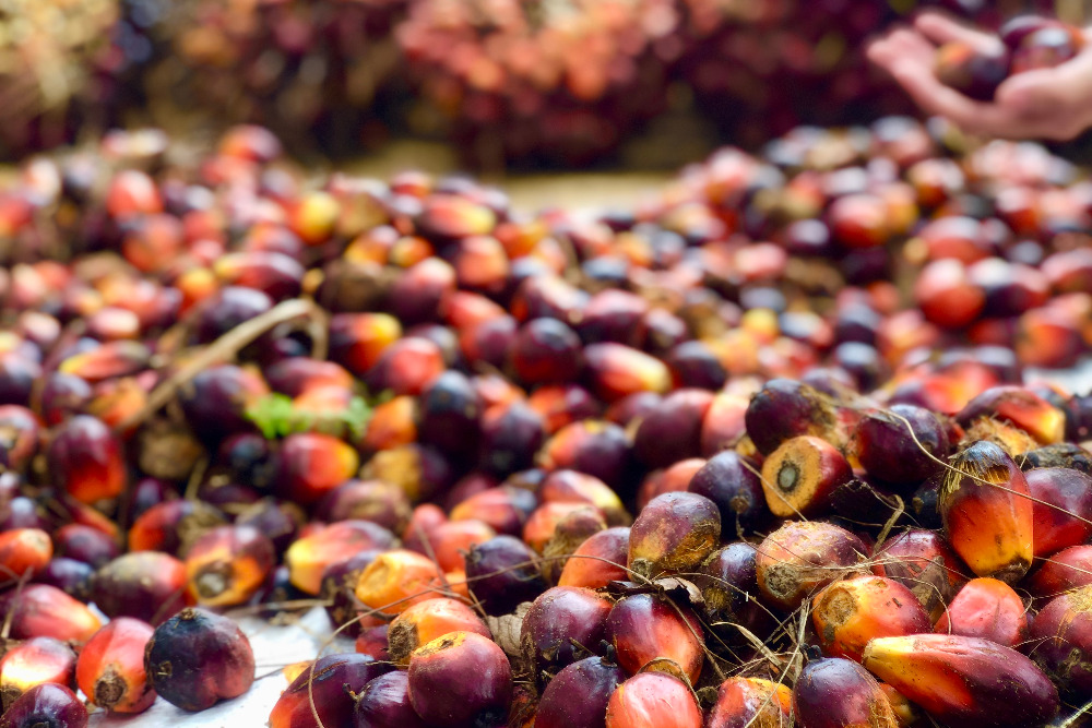  Produksi Sawit CPO RI Diproyeksi Tumbuh Tipis 3% pada 2025