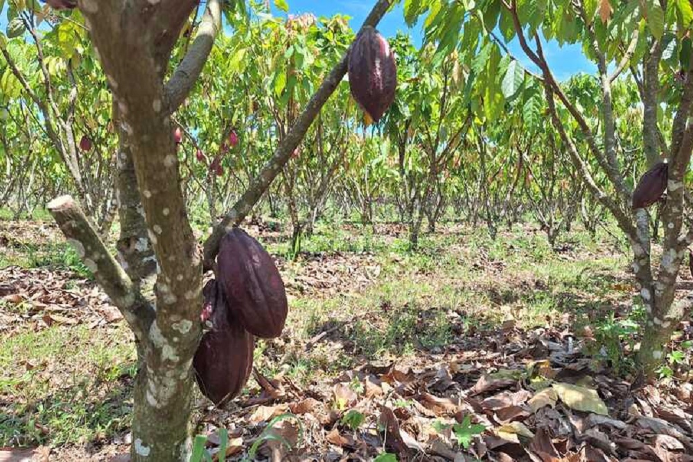  Mars Perkenalkan Sistem Multiklonal yang Diklaim Tingkatkan Produktivitas Petani Kakao