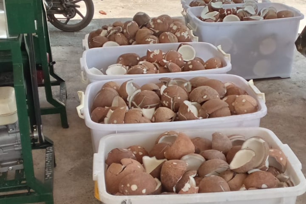  Miris! Banyak Pabrik Olahan Kelapa Tutup & PHK Massal Imbas Krisis Bahan Baku