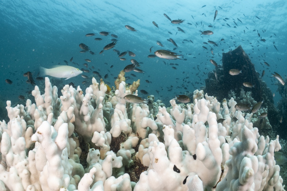  Kenaikan Suhu Laut Picu Kerusakan 84% Terumbu Karang di Seluruh Dunia