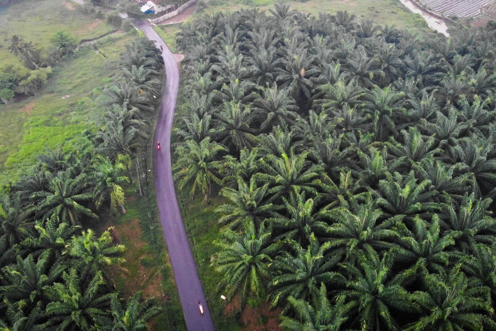 Jutaan Hektare Sawit Ilegal di Riau, Menteri ATR/BPN Tegaskan Tidak Ada Program Pemutihan