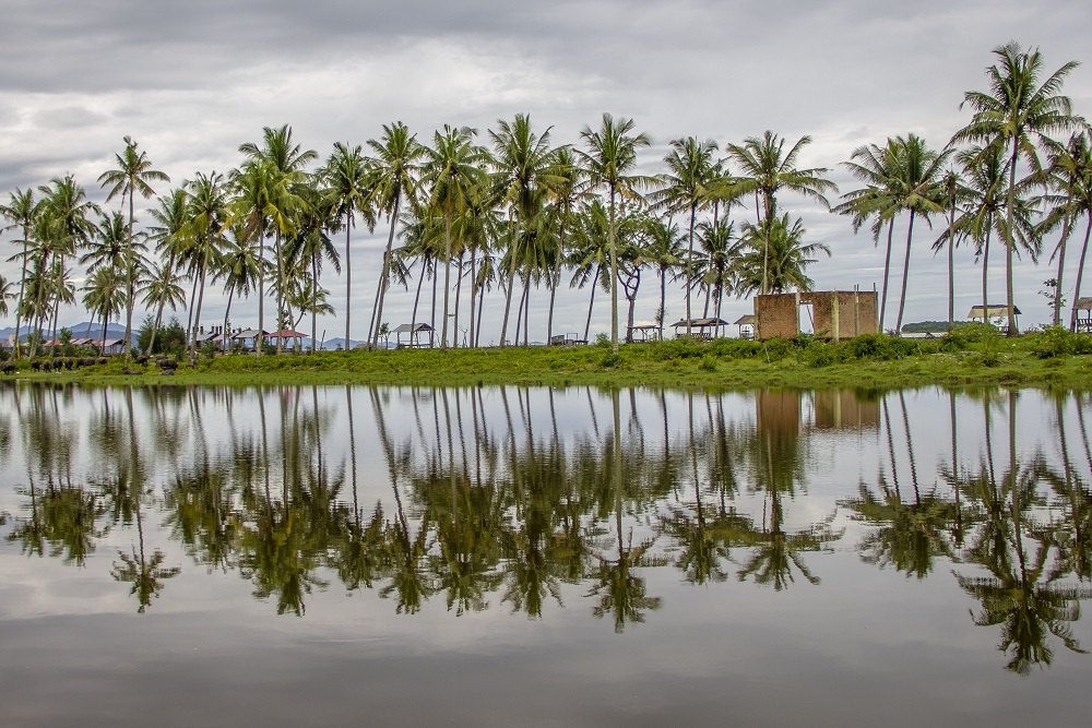  Riau Bentuk Tim Tata Kelola, Niaga dan Dorong Replanting Kelapa
